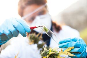 A researcher is pictured conducting tests on marijuana plants in a lab.
