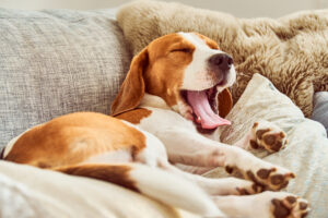 A tired Beagle is pictured here laying on the couch, yawning with a long tongue stuck out.