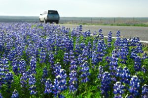 An SUV is pictured traveling on a rural road in Texas, the Bluebonnets in bloom for springtime.