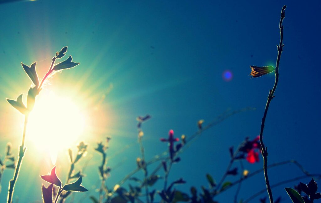 This is a photograph of tiny flowers popping up as a morning sun-flare lights up the sky in the background.