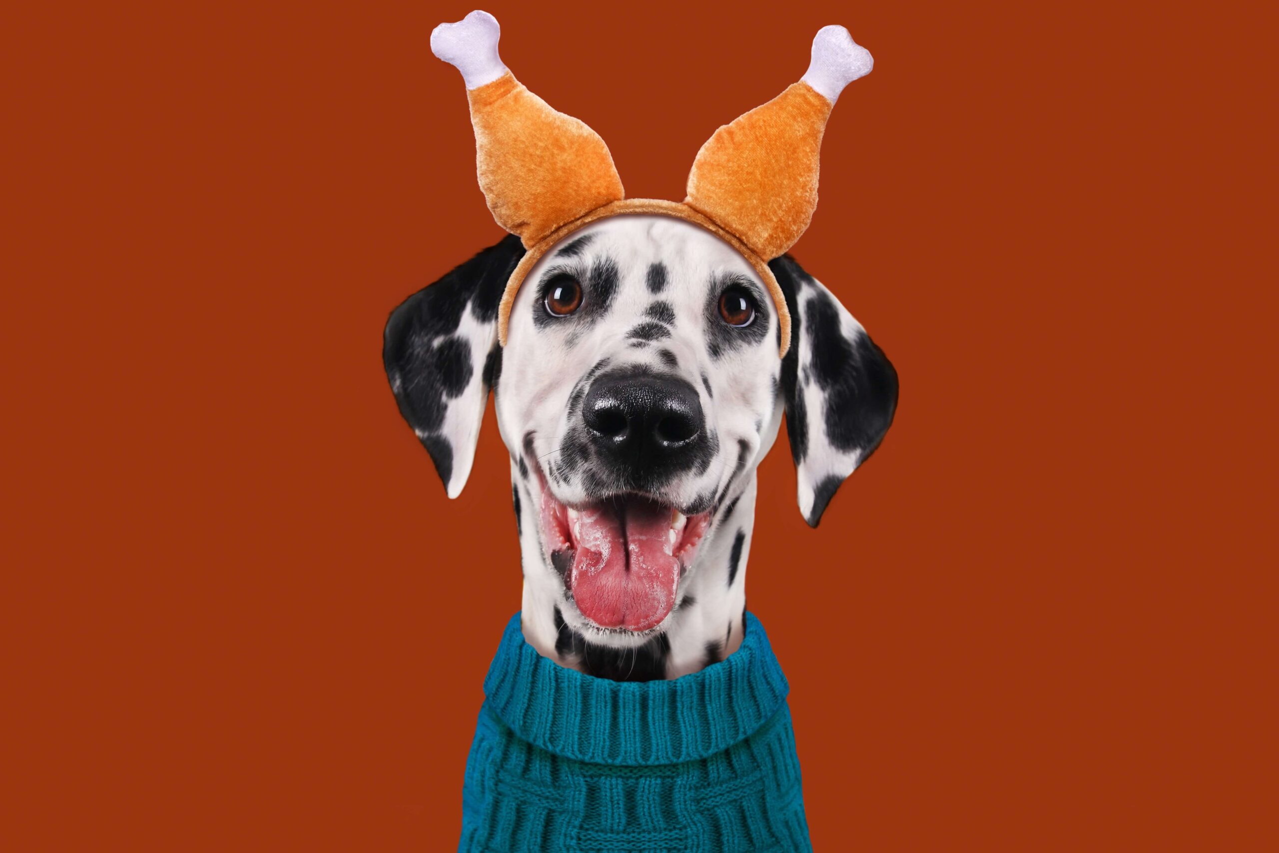 This is a funny photo of a dalmatian wearing a turkey-leg headband and turtleneck sweater.